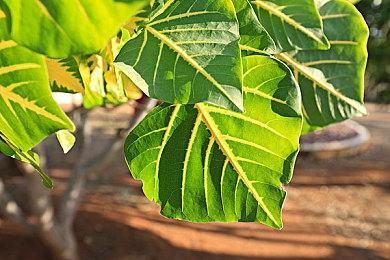 多模拟器前端RetroArch正式版现已登陆Steam